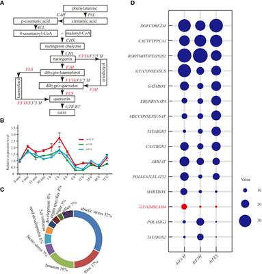 Heterologous overexpression of Apocynum venetum flavonoids synthetase genes improves Arabidopsis thaliana salt tolerance by activating the IAA and JA biosynthesis pathways